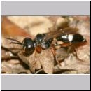 Harpactus lunatus - Grabwespe w02c - OS-Hollage Lehmkuhle.jpg